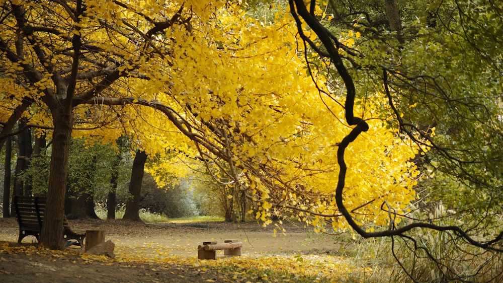 brown wooden bench under yellow leaf trees during daytime