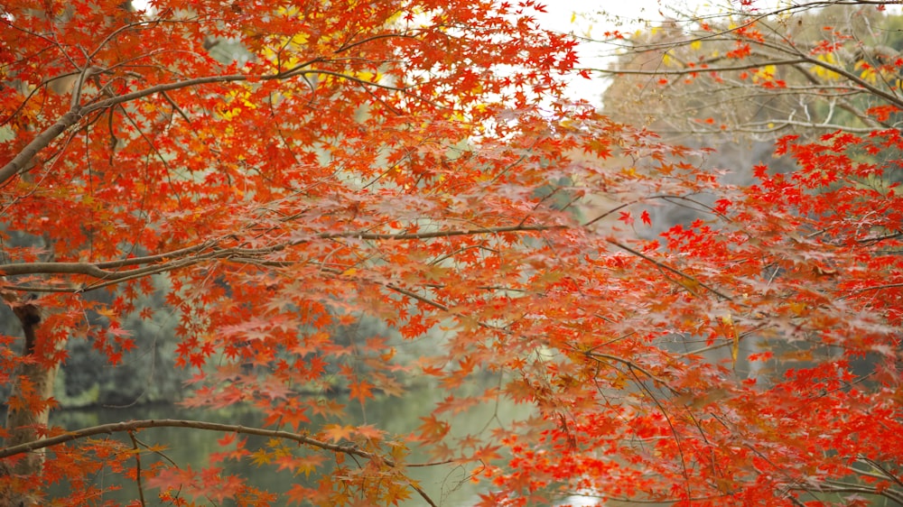 brown leaves tree during daytime