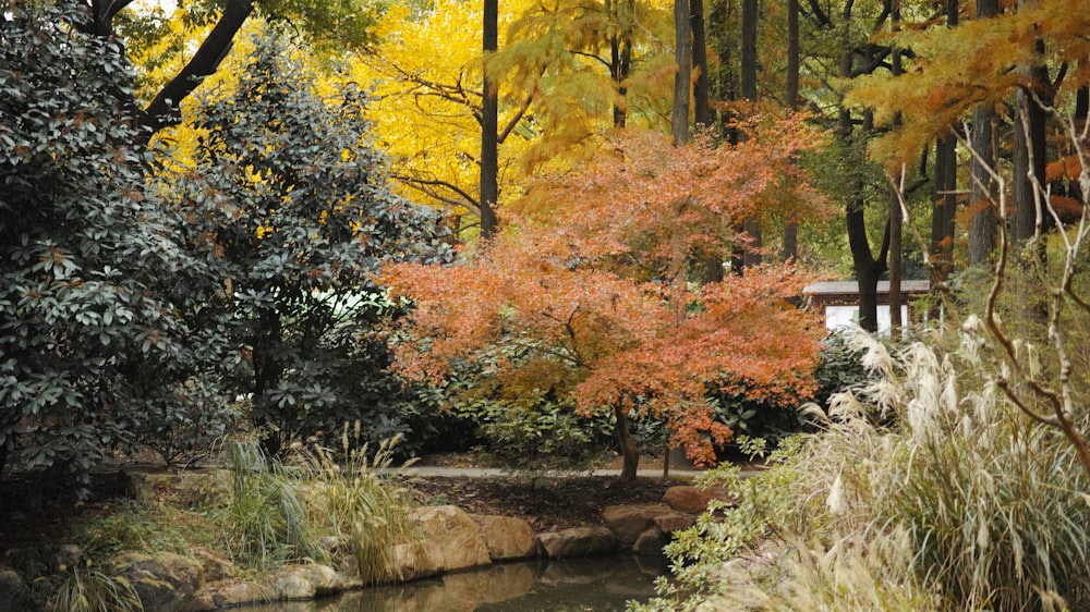 green and yellow trees beside river