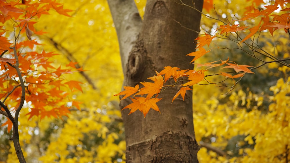 brown maple leaf on brown tree