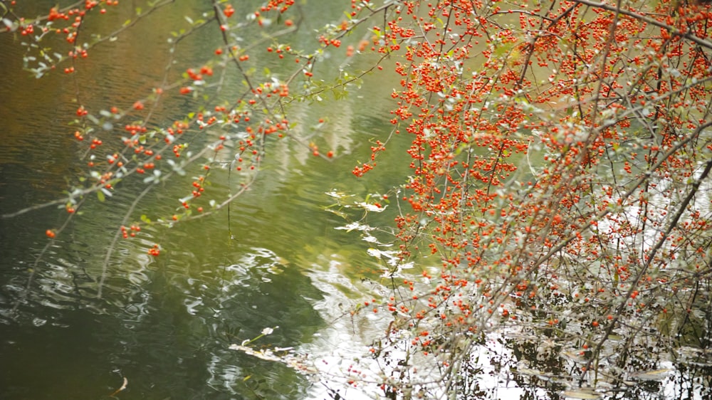 brown leaves on body of water