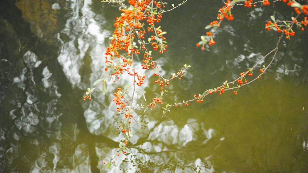 orange and white leaves on green body of water