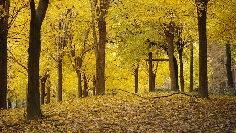 yellow leaves on ground under trees during daytime