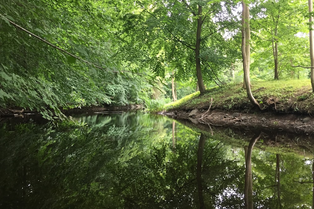 green trees beside river during daytime