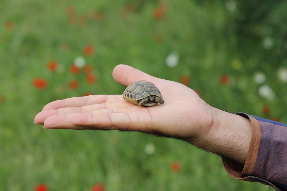 person holding black and brown turtle