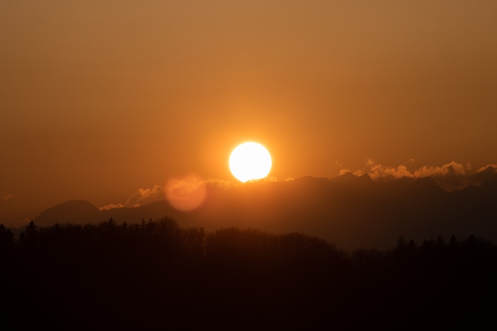 silhouette of trees during sunset