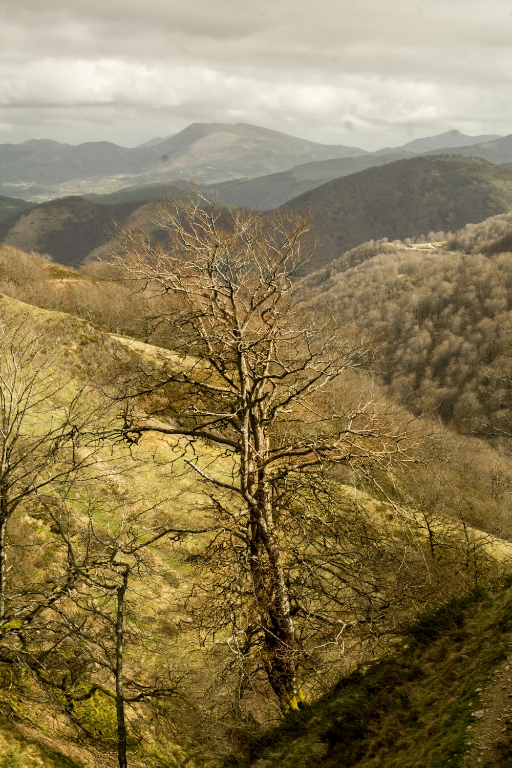 brown bare tree on mountain during daytime