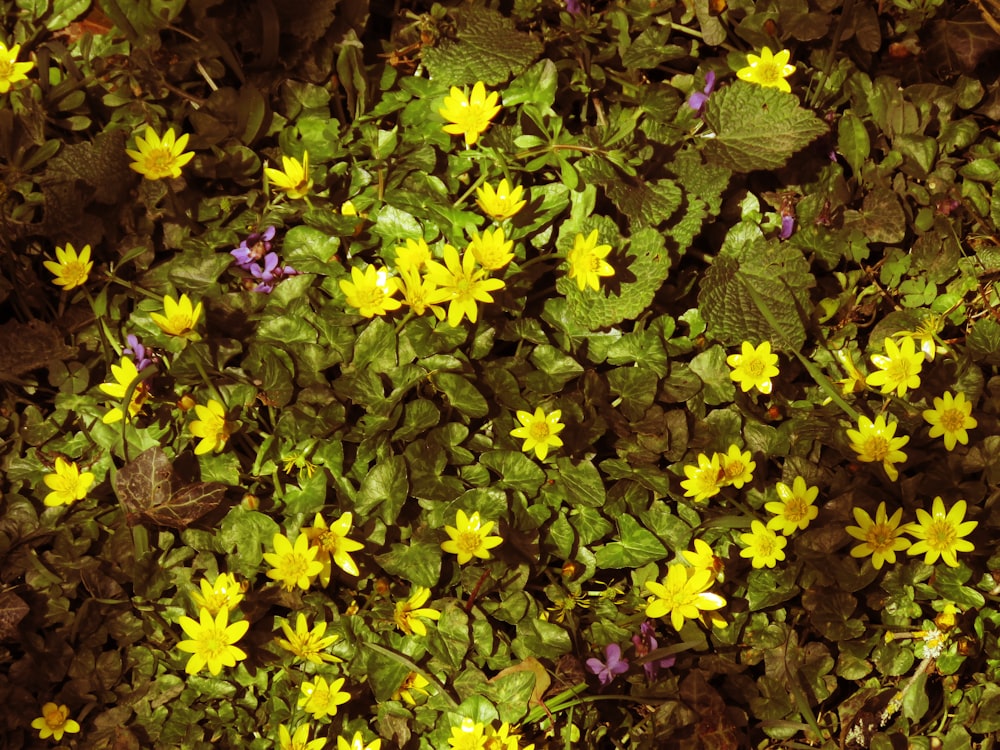 yellow and green flower plants