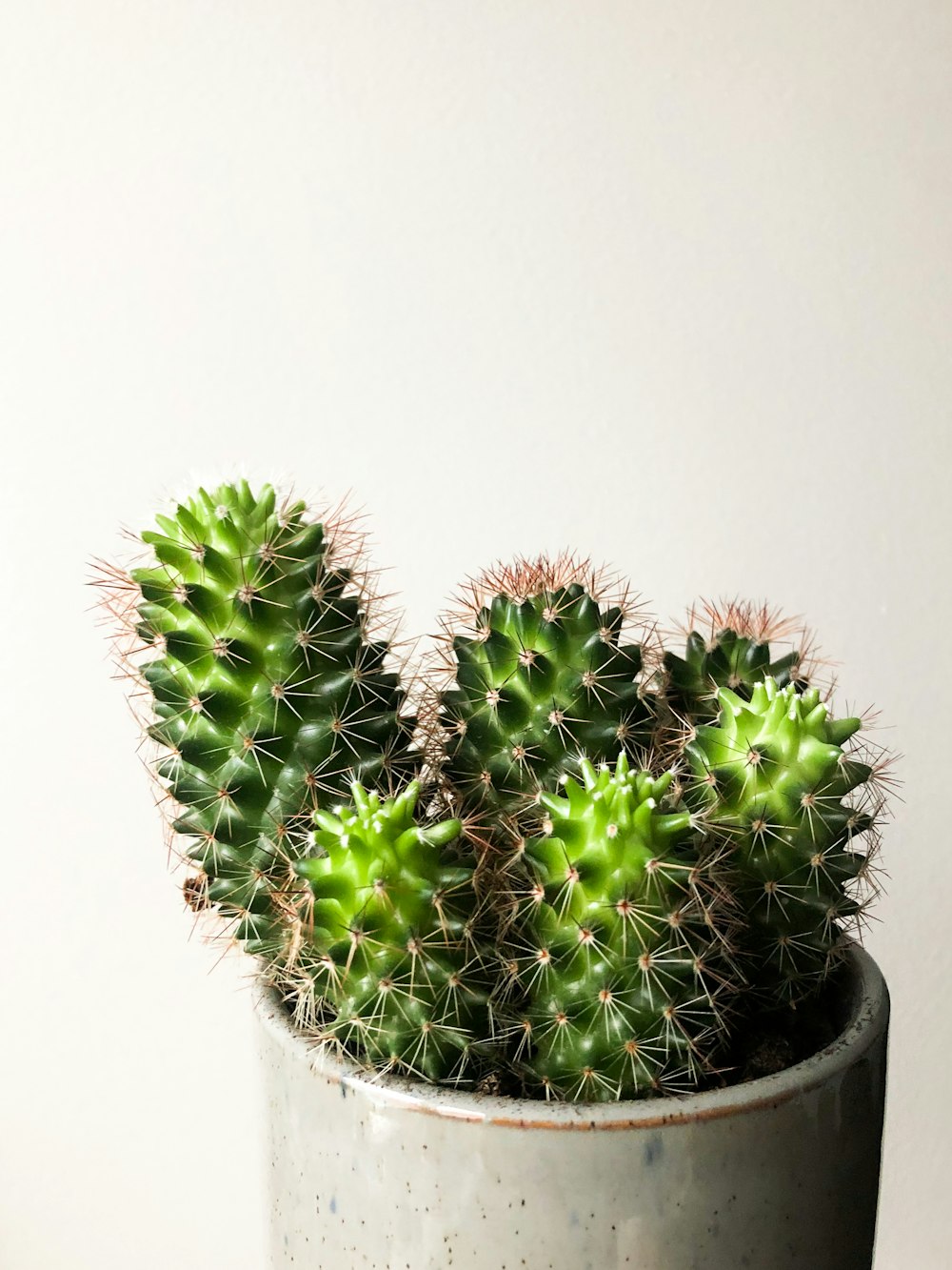 green cactus in black pot