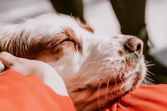 white and brown short coated dog
