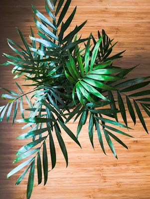 A vibrant display of various palm plants.