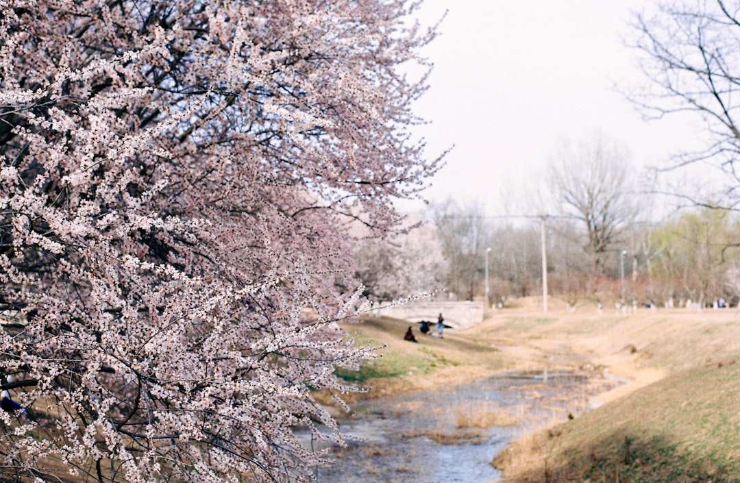 white cherry blossom tree near river during daytime