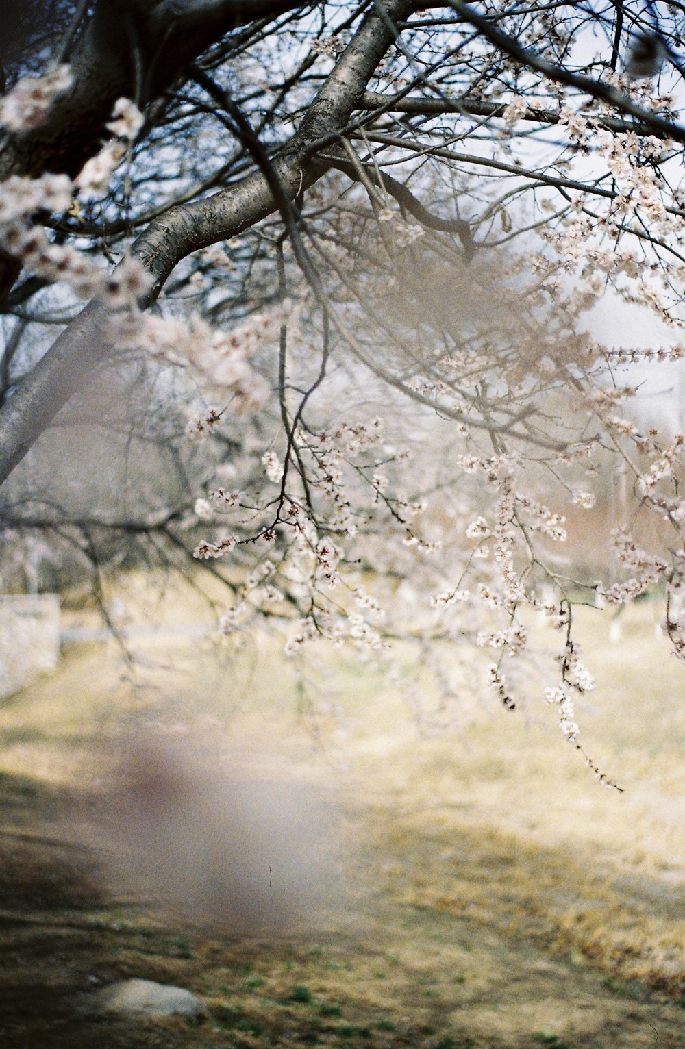 brown tree branch during daytime