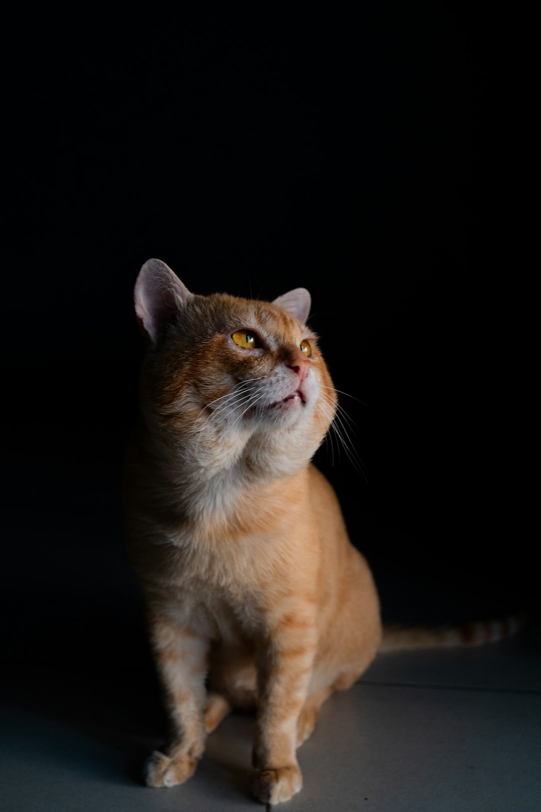 orange tabby cat on black background