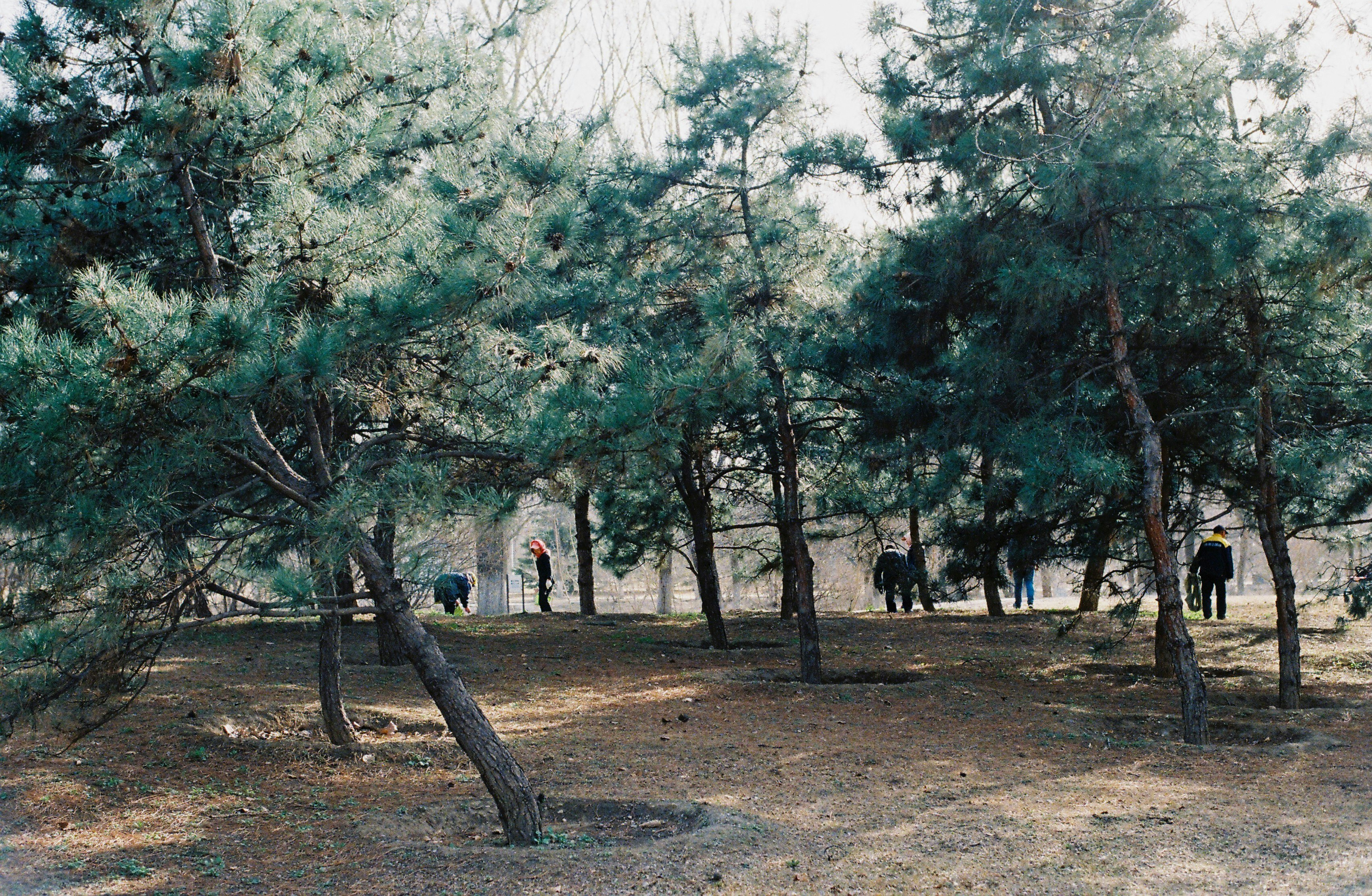 people walking on dirt road between trees during daytime