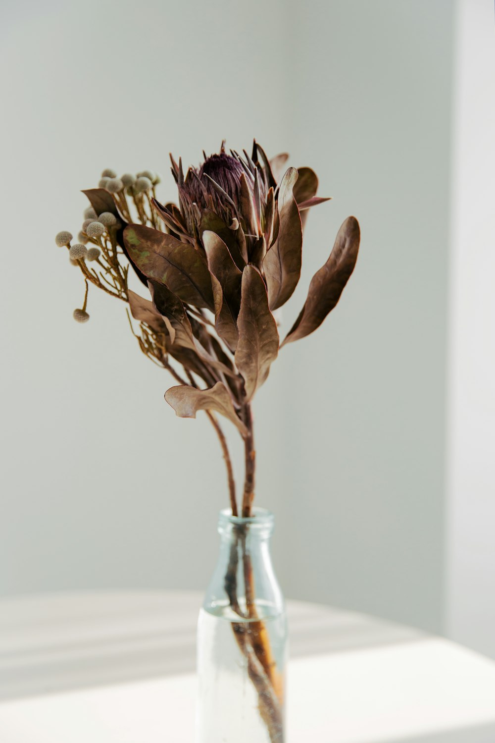 brown and white flower in clear glass vase