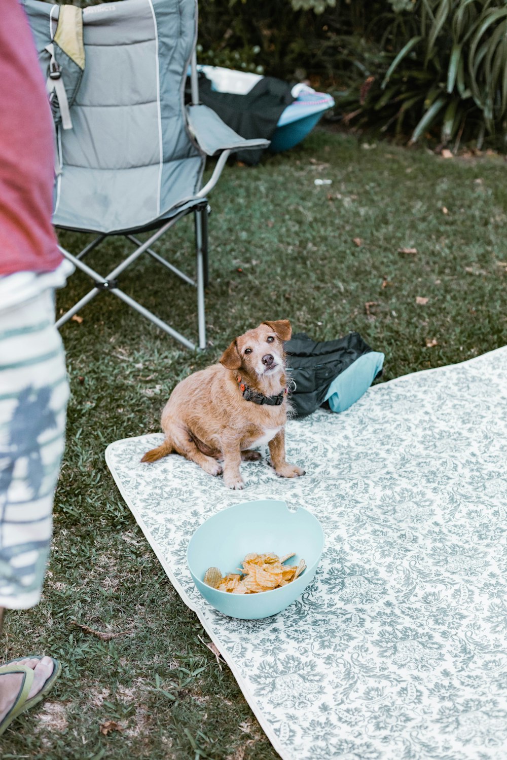 brown short coated small dog on white round table during daytime