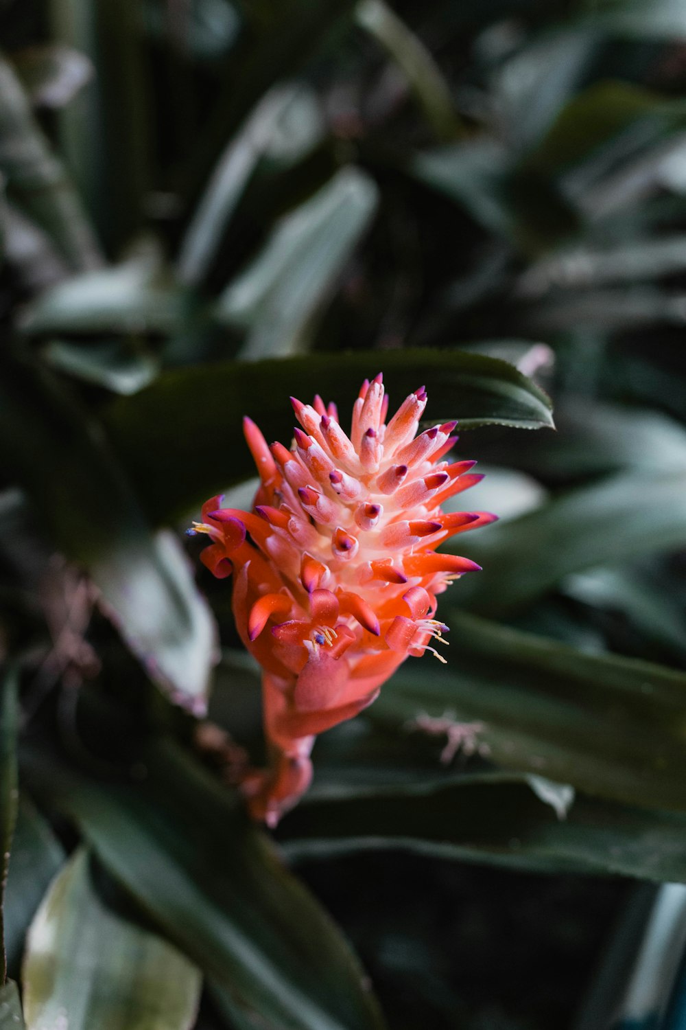 orange flower in tilt shift lens