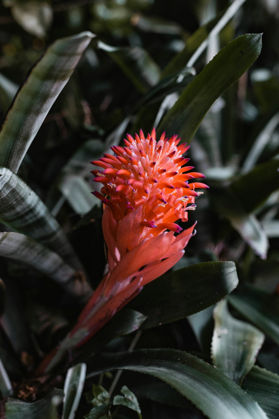 orange flower in green leaves