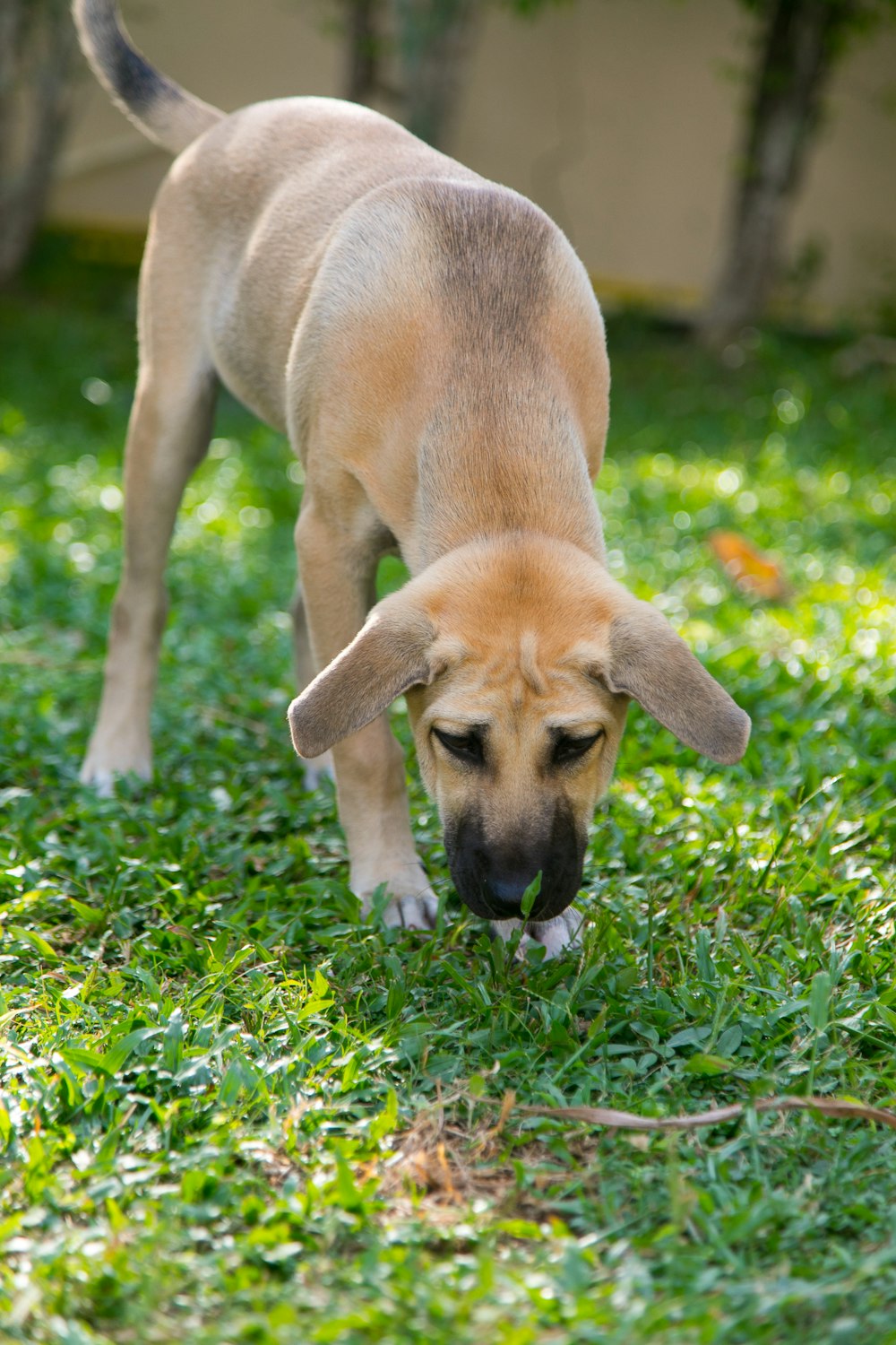 brown short coated dog on green grass during daytime