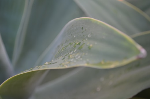A close-up of fresh green leaves with morning dew, symbolizing natural purity.