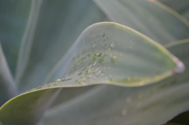 A close-up of golden oil drops glistening on fresh green leaves, highlighting natural purity.