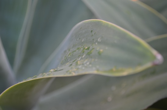 A close-up of fresh green leaves with dew drops symbolizing natural freshness.