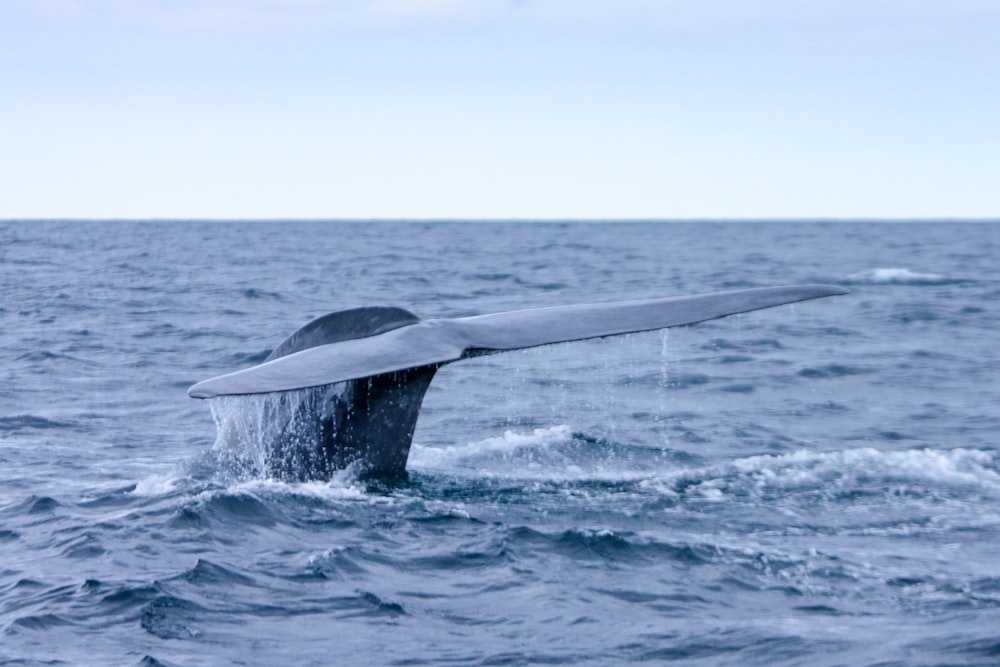 baleia cinzenta e branca no mar durante o dia