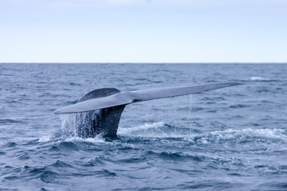 昼間の海上でのコククジラと白クジラ