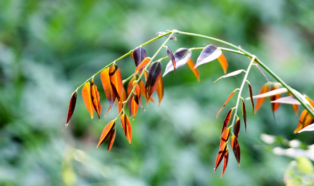 orange and green birds of paradise flower in close up photography during daytime