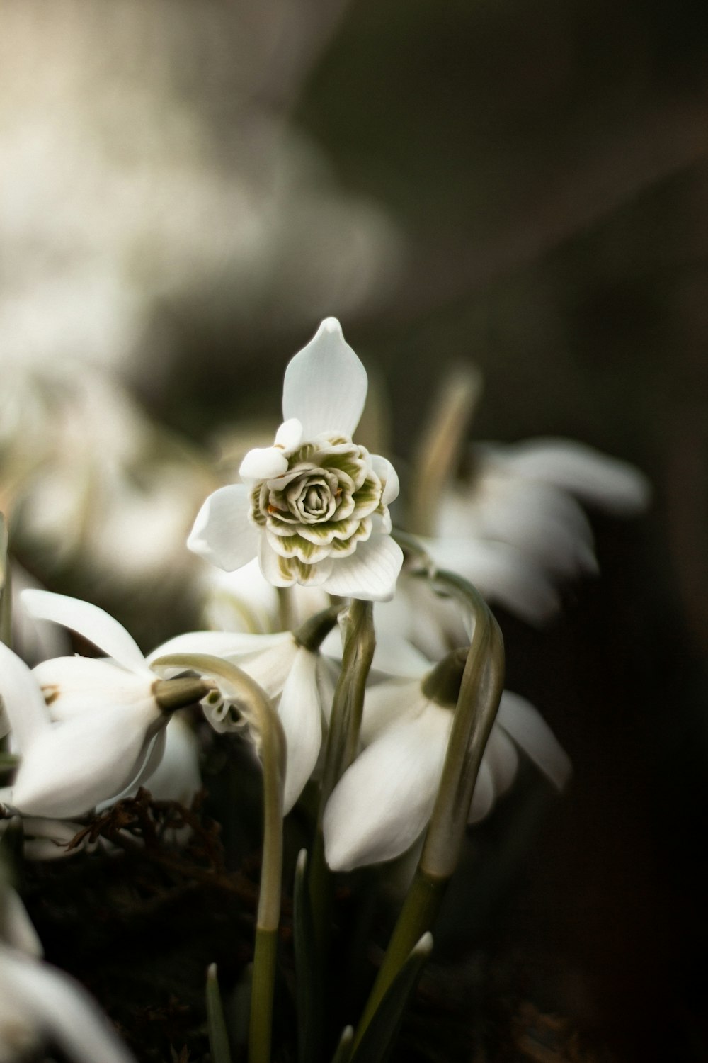 white flower in tilt shift lens