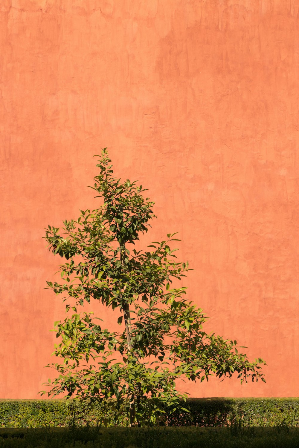 green and brown tree beside orange wall