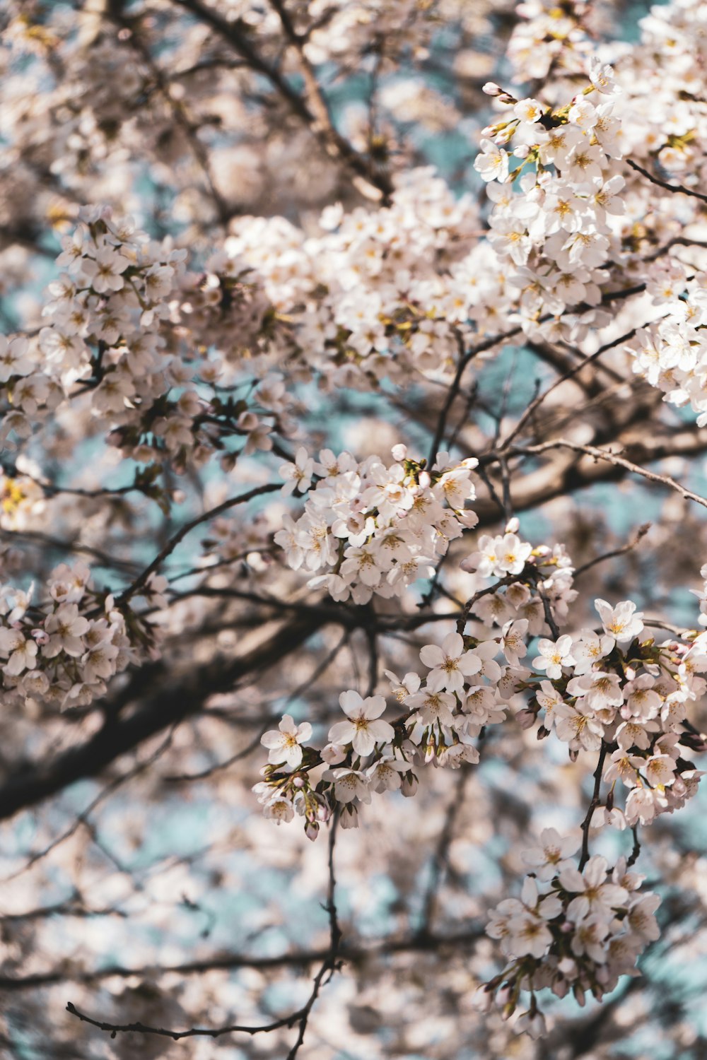 white cherry blossom tree during daytime