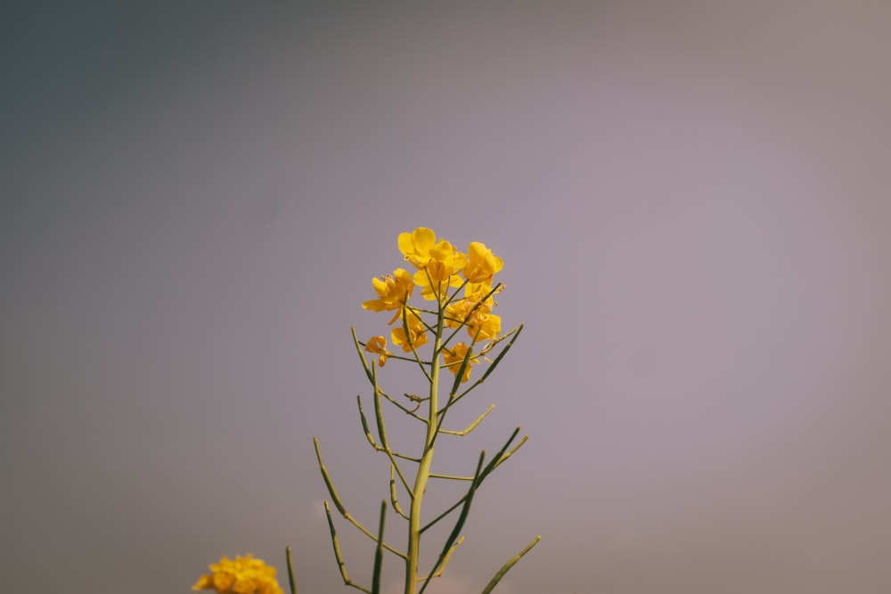 yellow flower in close up photography