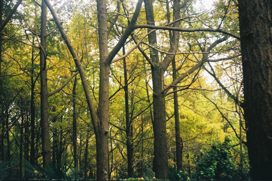 green and brown trees during daytime