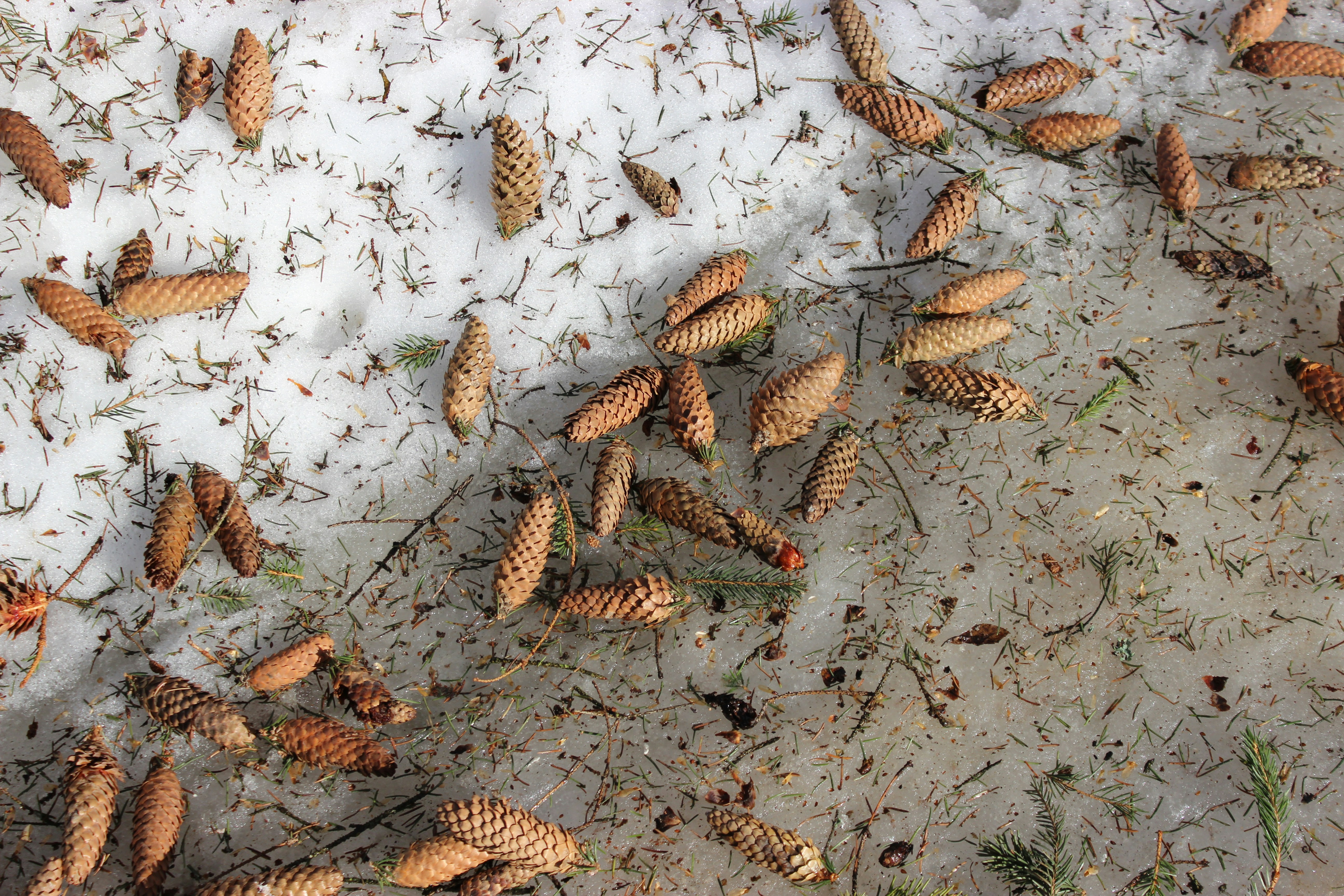 photo 1616856373969 802aafd6a749?crop=entropy&cs=tinysrgb&fit=max&fm=jpg&ixid=M3w1MjQ0NjR8MHwxfHNlYXJjaHwxN3x8UGVzdCUyMENvbnRyb2wlMjBTZXJ2aWNlJTIwTWFwbGUlMjBHcm92ZSUyME1pbm5lc290YXxlbnwwfDB8fHwxNzYwMzEzNTY4fDA&ixlib=rb 4.1