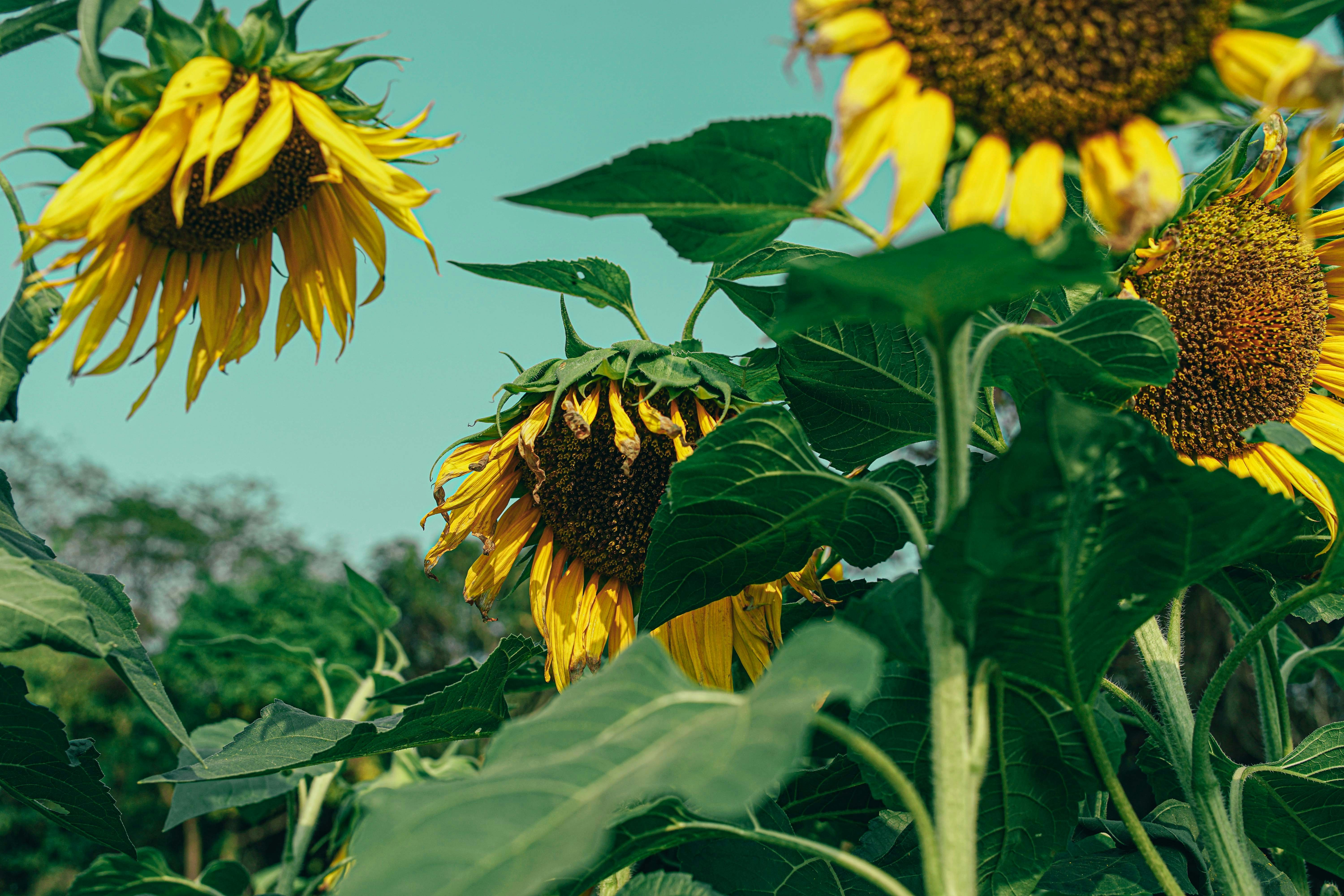 sunflower in bloom during daytime