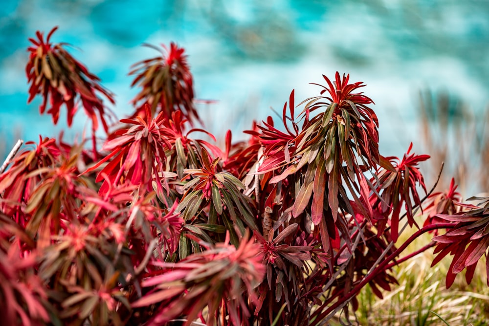 red and green plant during daytime