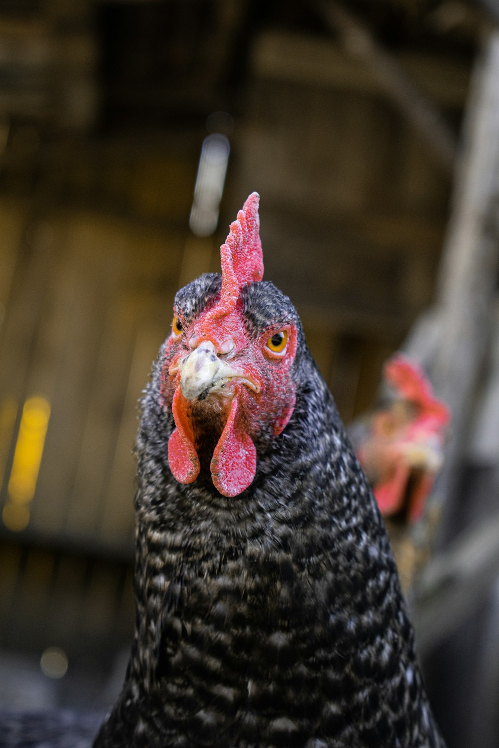 black and white chicken in tilt shift lens