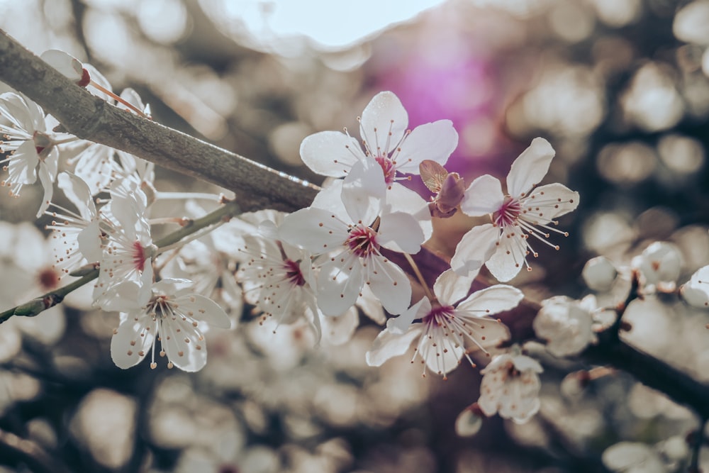 white and pink cherry blossom in close up photography