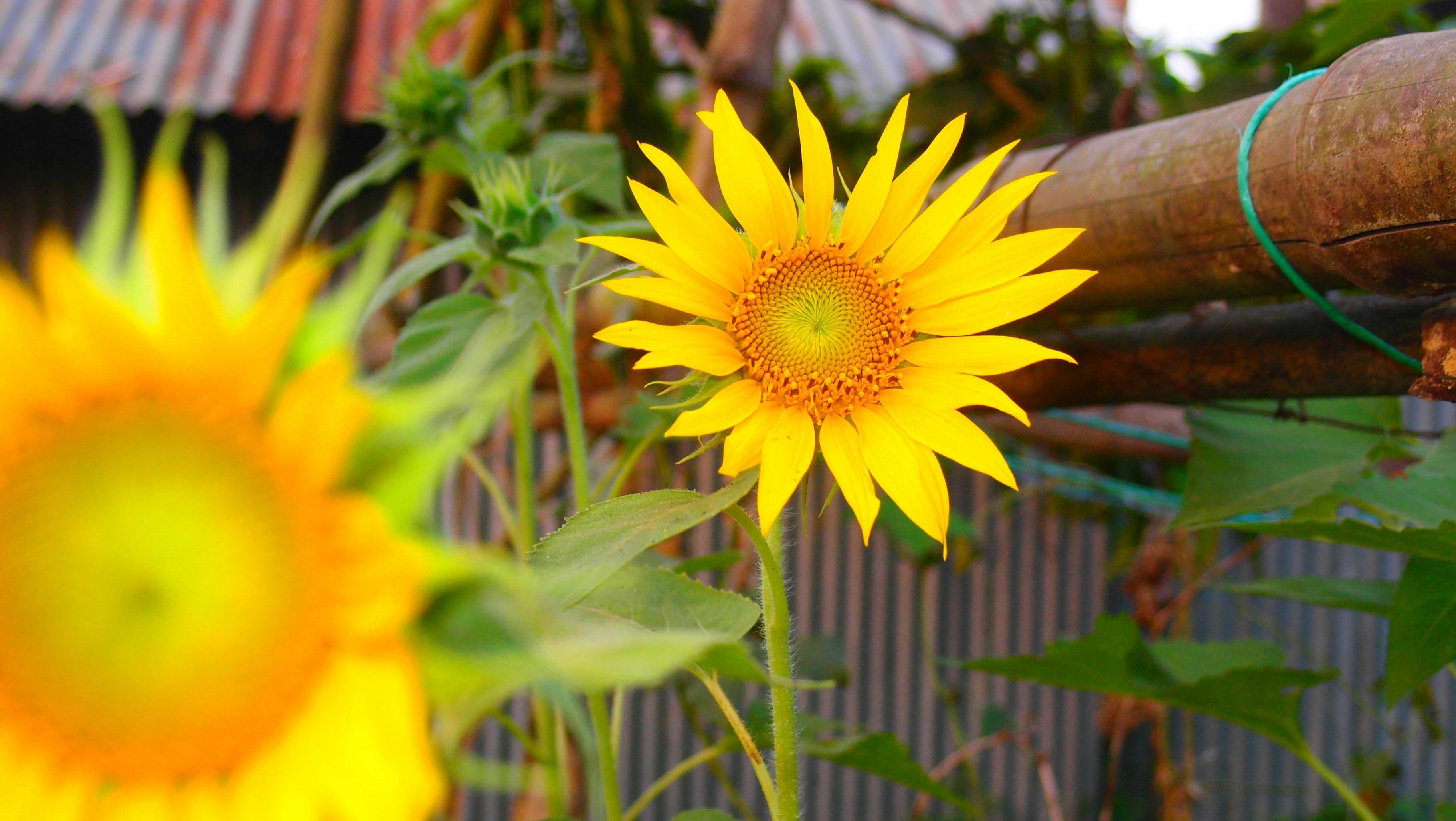 Photo by _tanvir_ahmad_