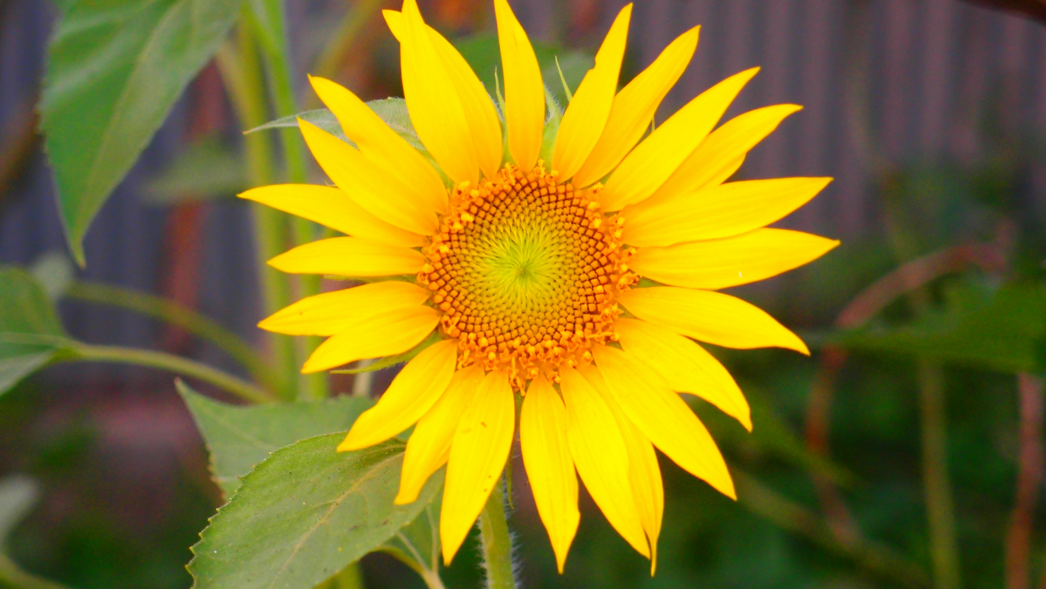 Photo by _tanvir_ahmad_