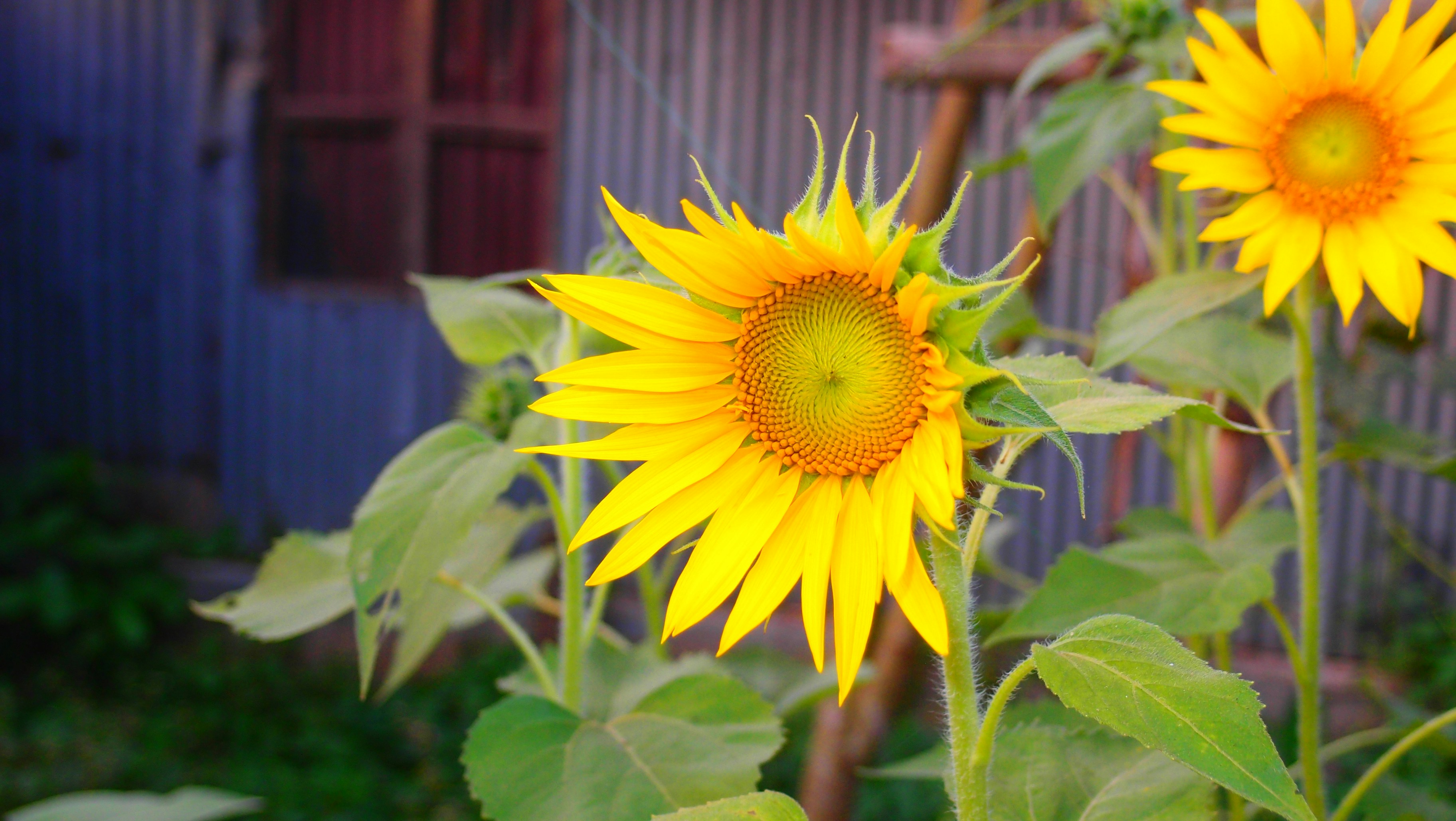 Photo by _tanvir_ahmad_