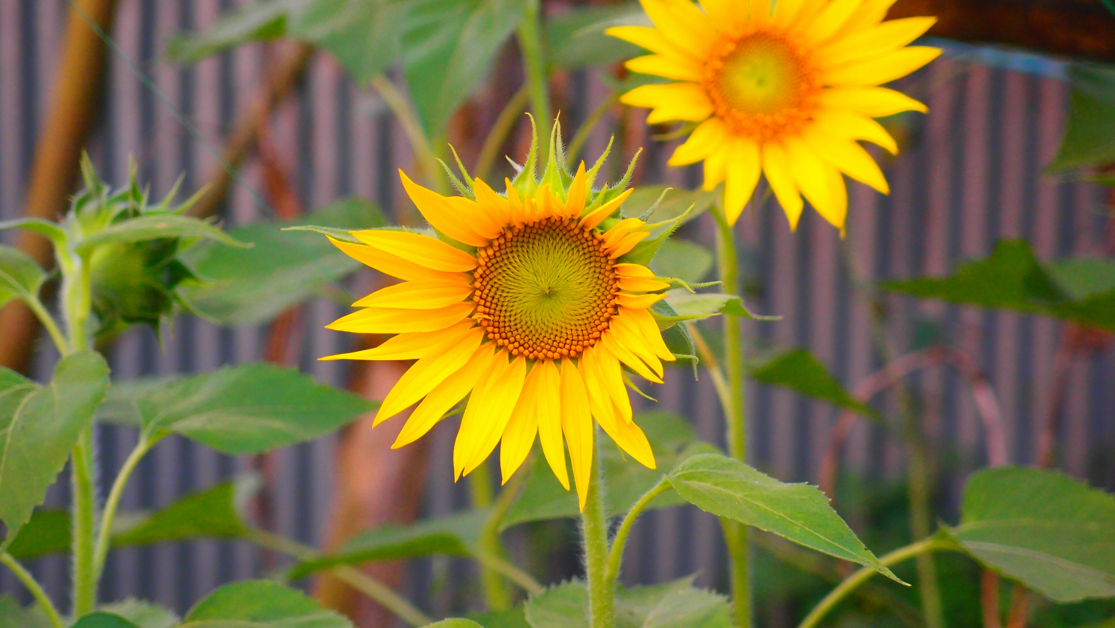 Photo by _tanvir_ahmad_