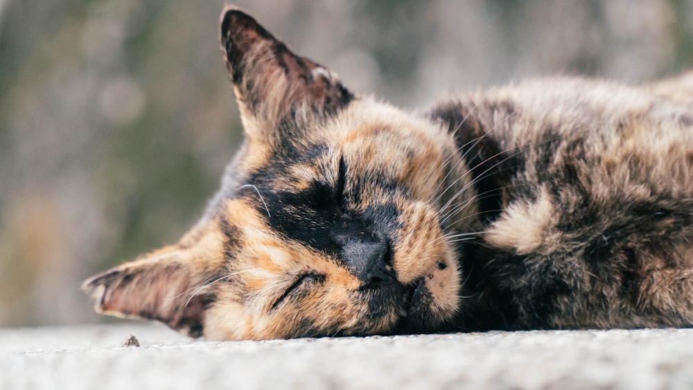 brown and black cat lying on white textile