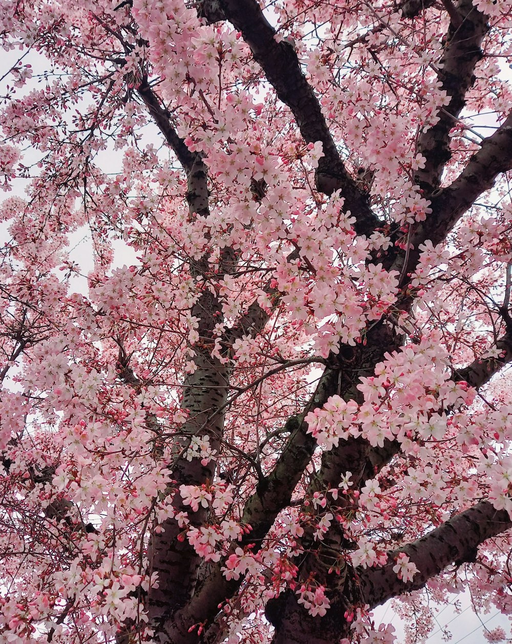 pink cherry blossom tree during daytime