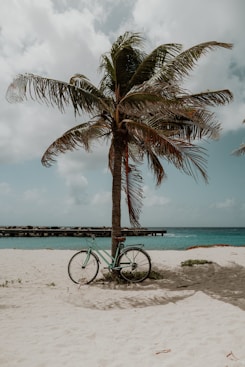 vélo bleu adossé à un palmier sur la plage durant la journée