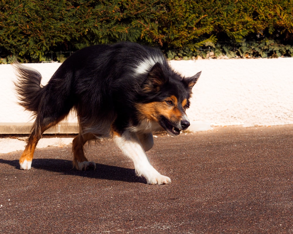昼間に灰色のコンクリート道路を歩く黒白と茶色の長いコートの犬の写真 Unsplashで見つけるボーダーコリーの無料写真