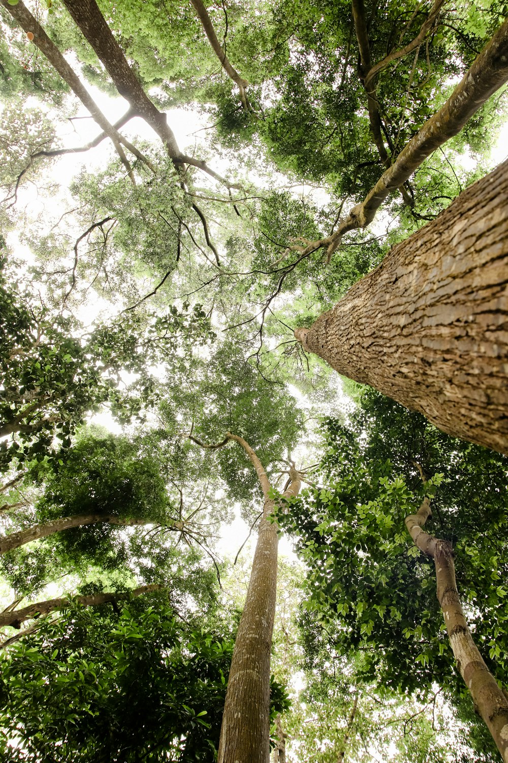 green and brown tree during daytime