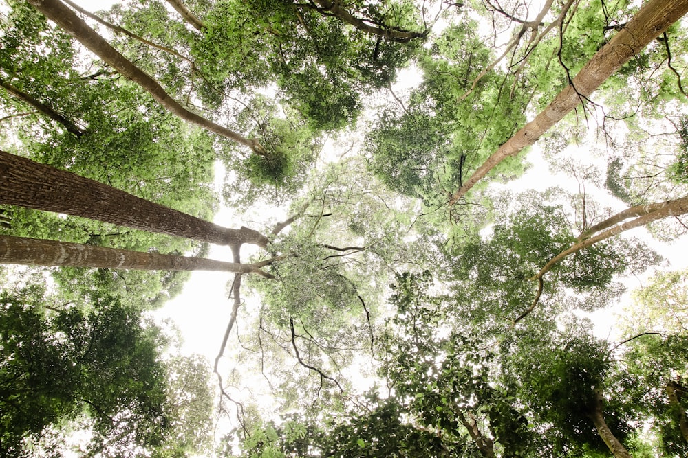 low angle photography of green trees during daytime